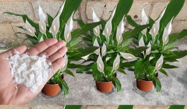 Plantando lírio-do-vale: veja fazer seu jardim florescer com alegria e doçura